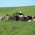 Herding Cattle